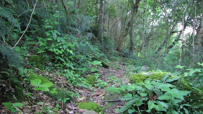 Forest path - Old Kilgobbin Farm, Dargle